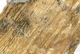Polished Strelley Pool Stromatolite Slab - Billion Years Old #234836-1